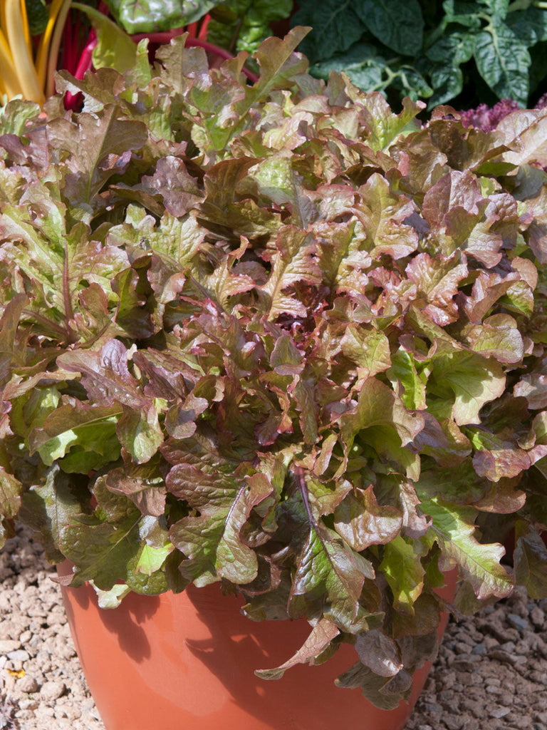 LETTUCE SALAD BOWL RED