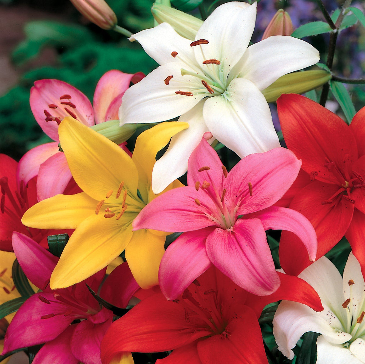 Hadeco Lilium Asiatic - Assorted Colours - 8 bulbs pack