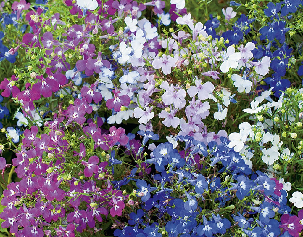 Lobelia String Of Pearls Mix