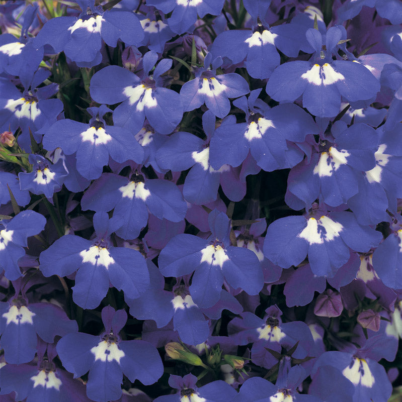 LOBELIA RIVIERA BLUE EYES