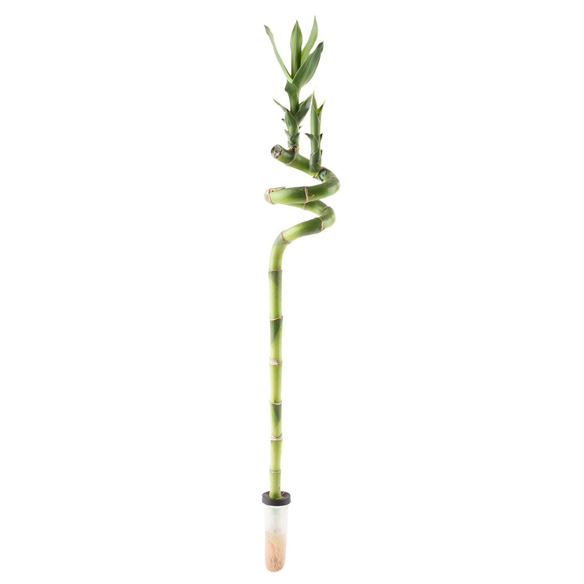 Lucky Bamboo - additional view 2