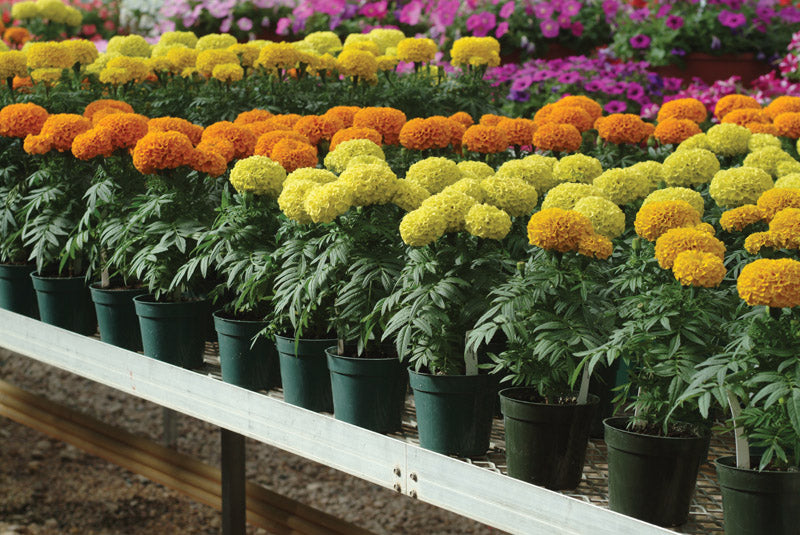 MARIGOLD TAISHAN MIX