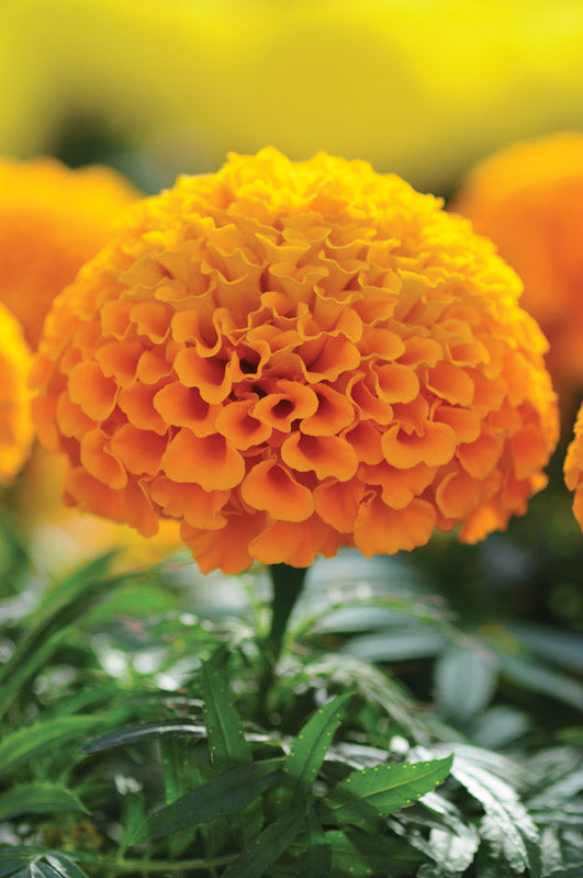 MARIGOLD TAISHAN ORANGE