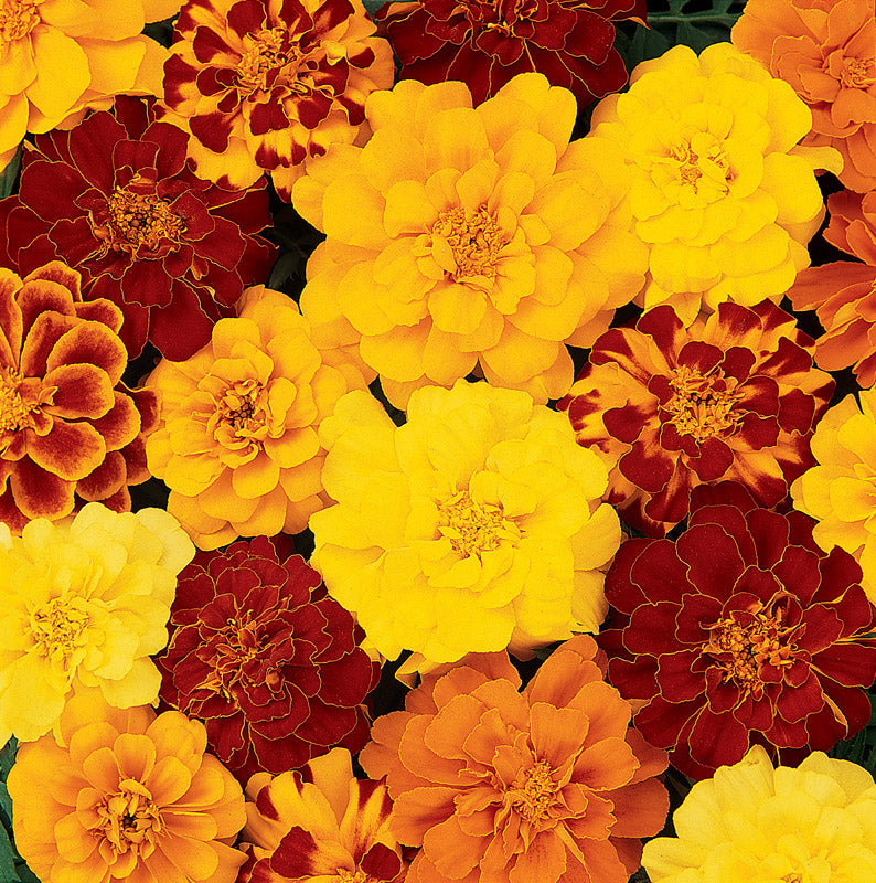 MARIGOLD DURANGO MIX