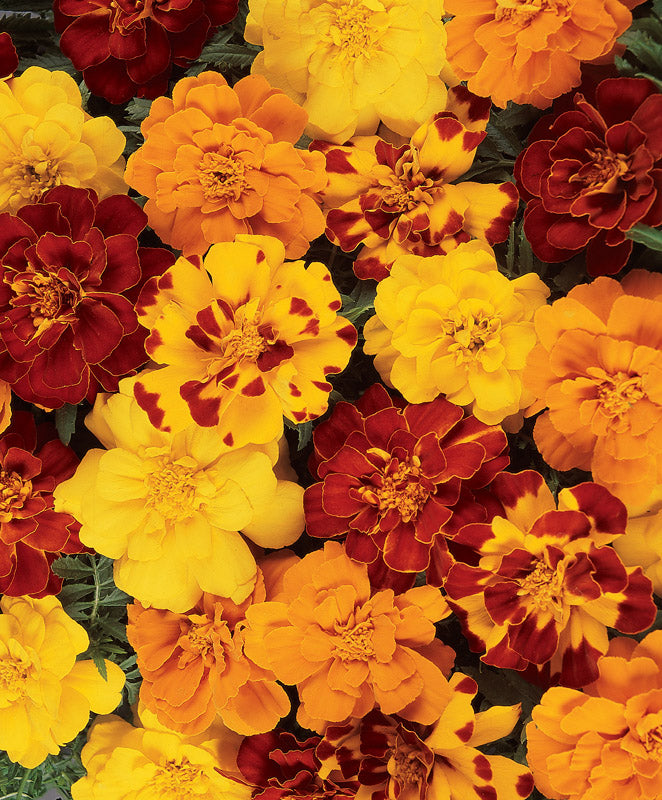 MARIGOLD DURANGO OUTBACK MIX