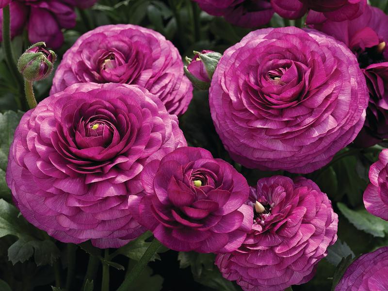 Ranunculus Mache Purple