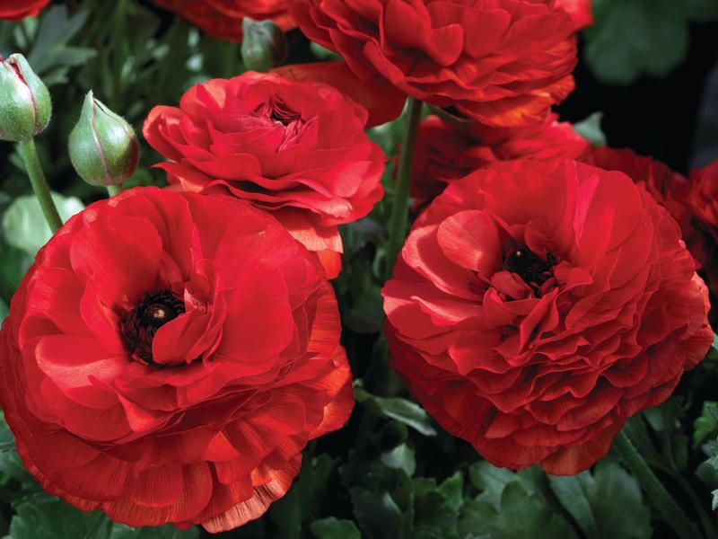 Ranunculus Mache Red