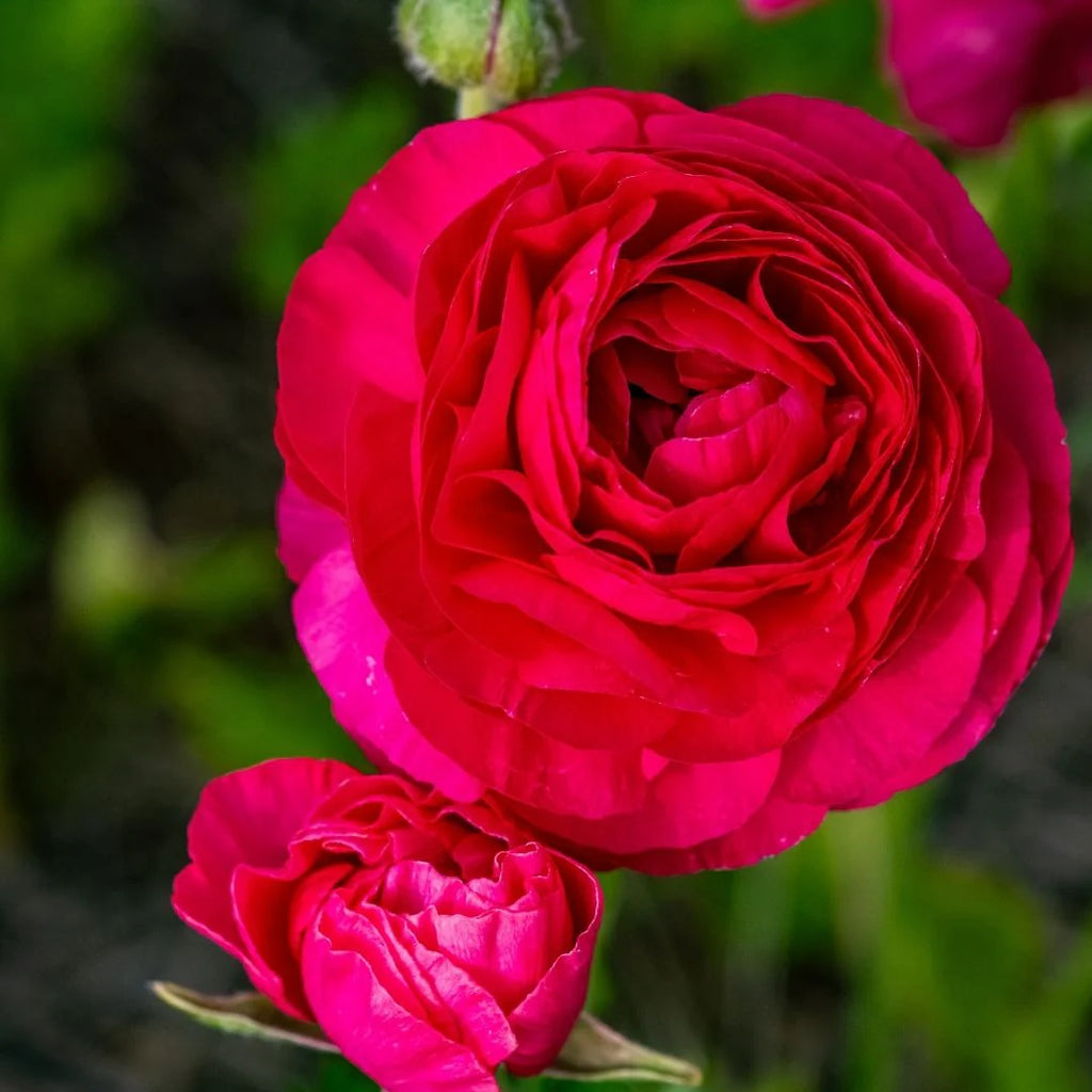 Ranunculus - Magenta - 25 bulbs p-pack – GARDENING.co.za