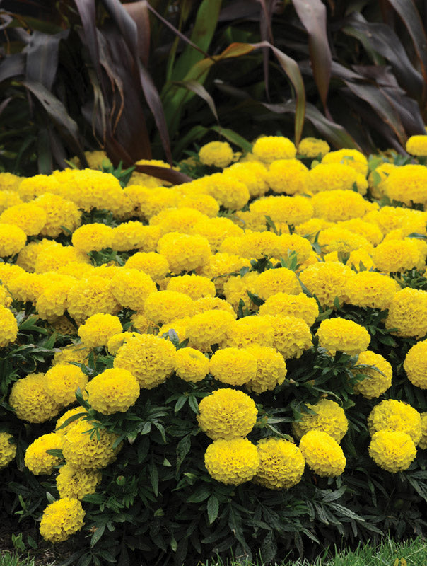 MARIGOLD TAISHAN YELLOW