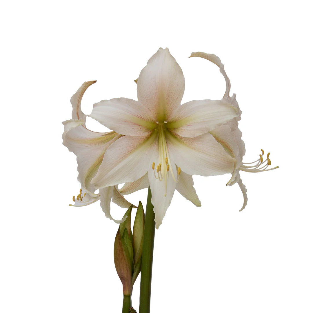 Hadeco Amaryllis Sonata Single - Marula - 2 bulbs pack