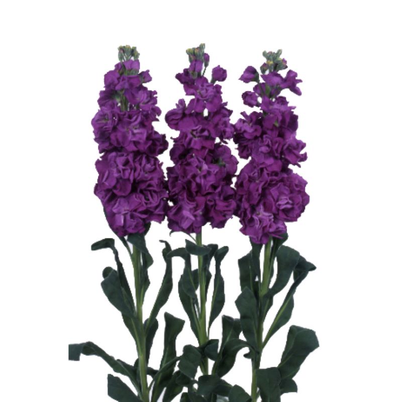 Ubuntuberg Stocks Iron Purple Seeds