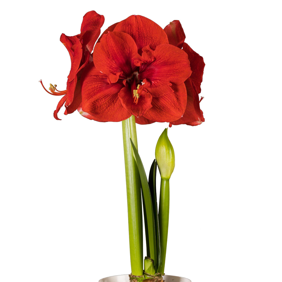 Hadeco Amaryllis Symphony Single - Merry Christmas - 1 bulb