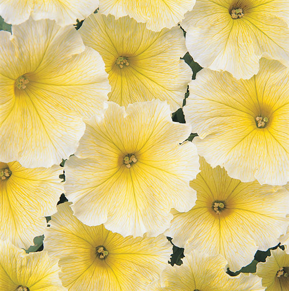 PETUNIA CARPET YELLOW