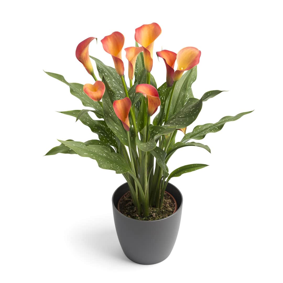 Hadeco Zantedeschia - Morning Sun - 1 bulb