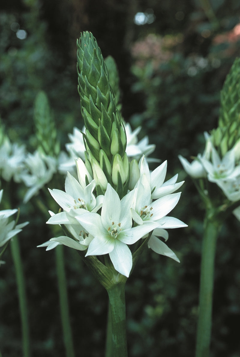 Hadeco Ornithogalum - White (Large) - 25 bulbs pack