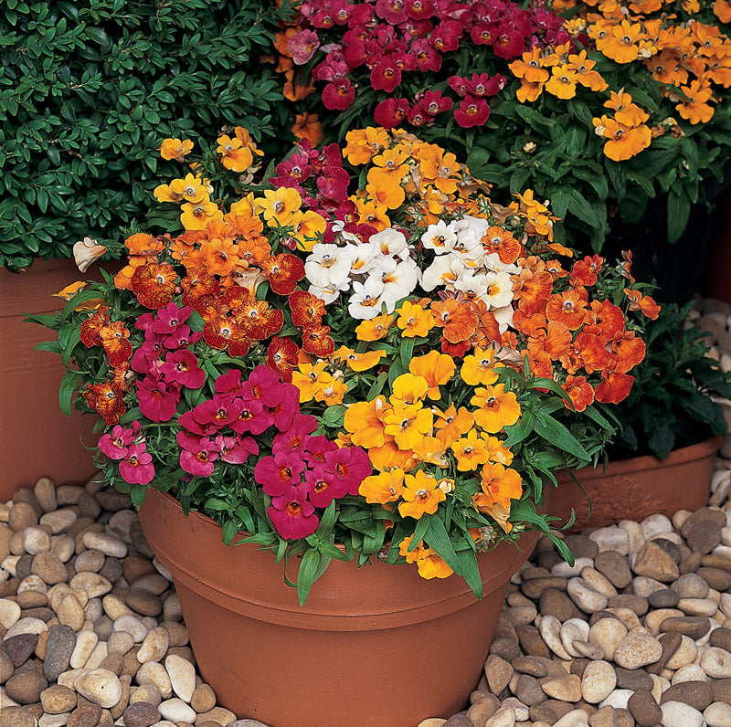 NEMESIA SUNDROPS MIX