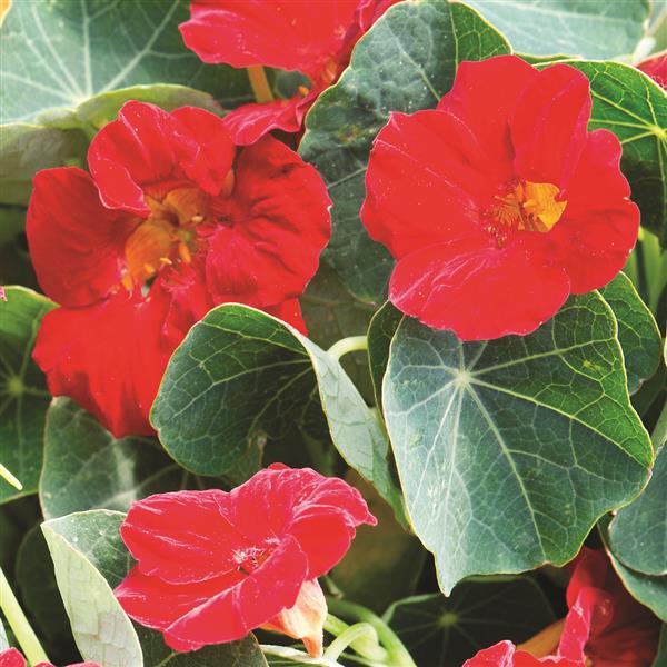 Ubuntuberg Nasturtium Baby Red Seeds