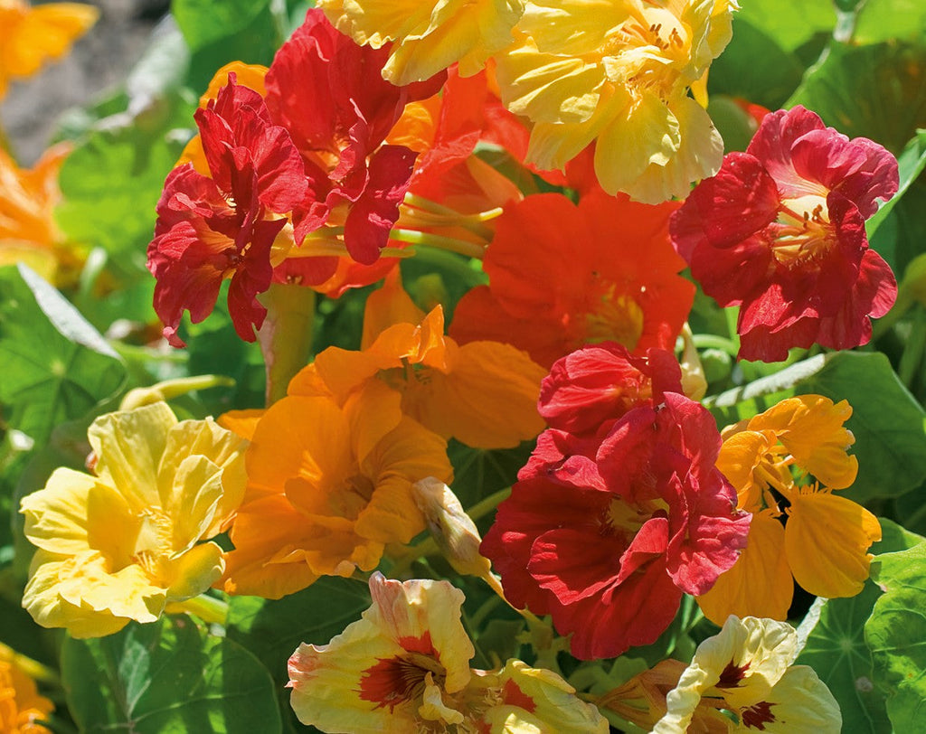 Nasturtium Climbing Single Mix