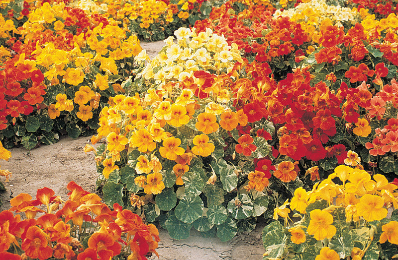 NASTURTIUM ALASKA MIX