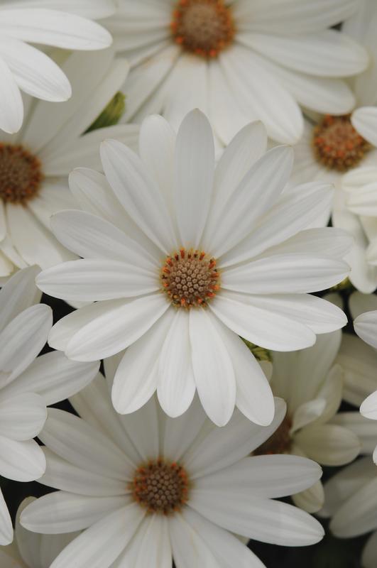 Osteospermum Akila Daisy White