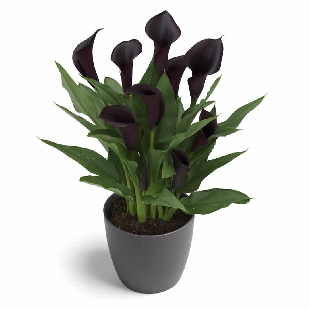 Hadeco Zantedeschia - Odessa - 1 bulb