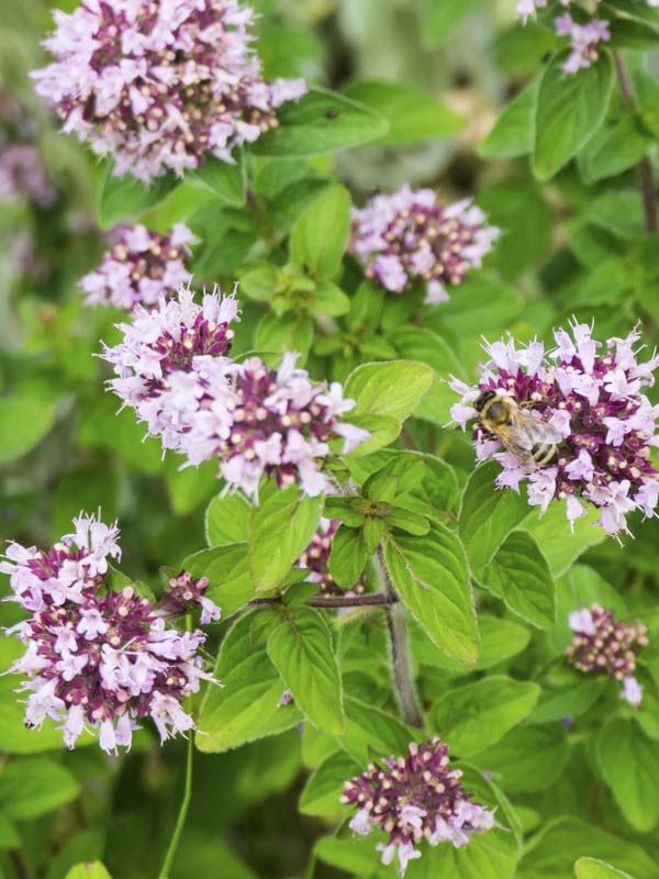 OREGANO WILD MARJORAM