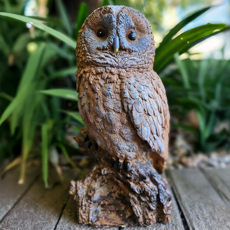 Owls - additional view 5
