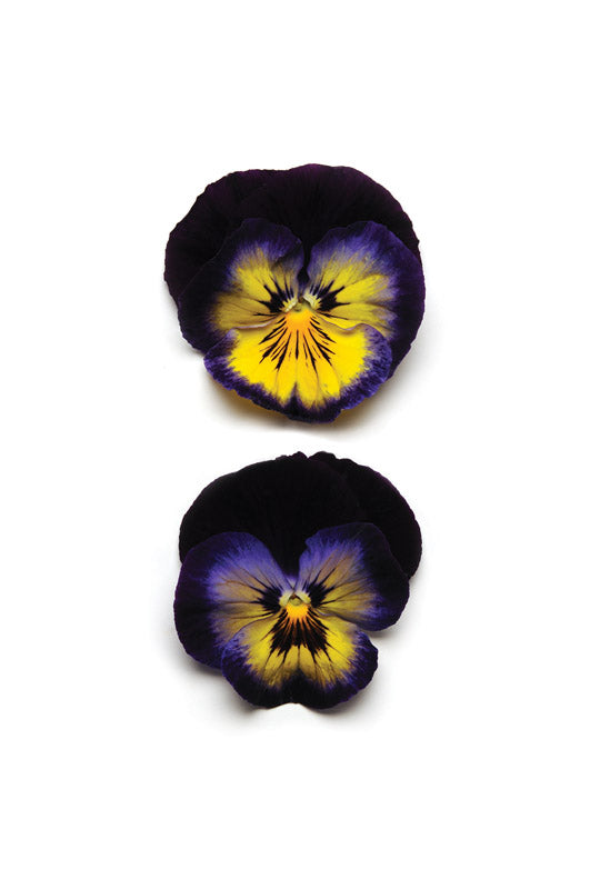 PANSY MATRIX MIDNIGHT GLOW