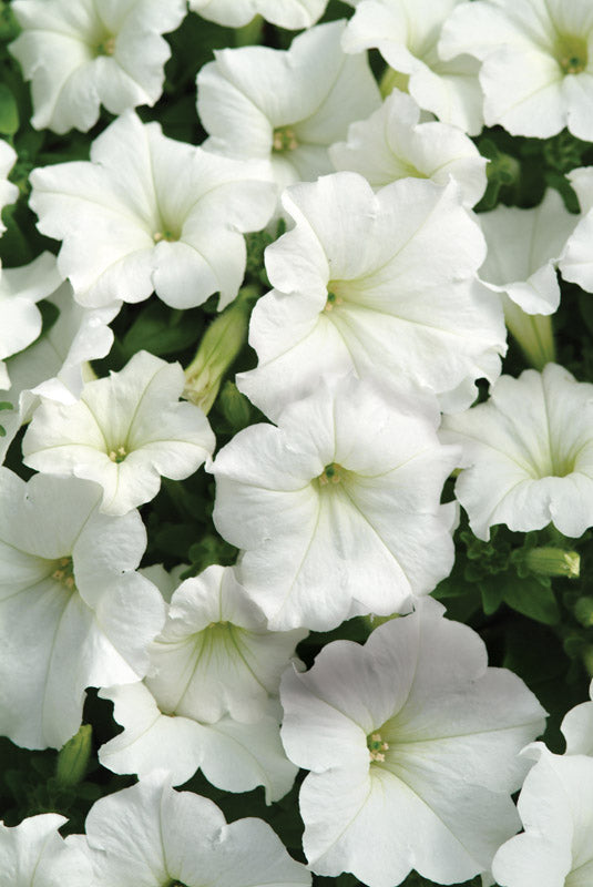 PETUNIA EASY WAVE WHITE