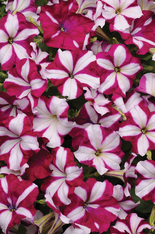 PETUNIA EASY WAVE BURGUNDY STAR