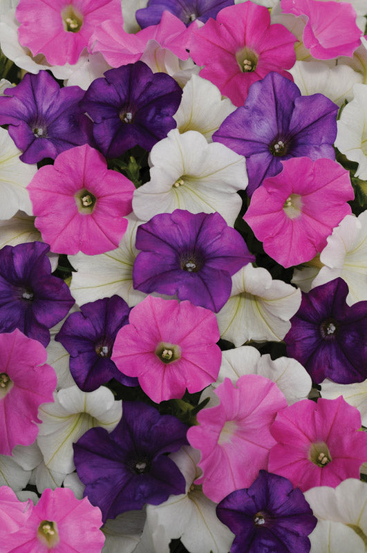 PETUNIA SHOCK WAVE SPARK MIX