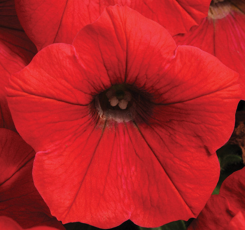 PETUNIA SHOCK WAVE RED