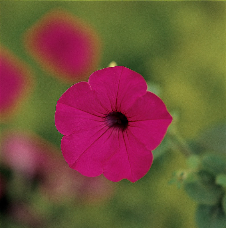 PETUNIA TIDAL WAVE PURPLE