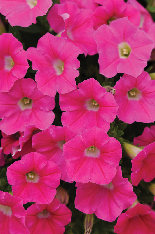 PETUNIA SHOCK WAVE ROSE