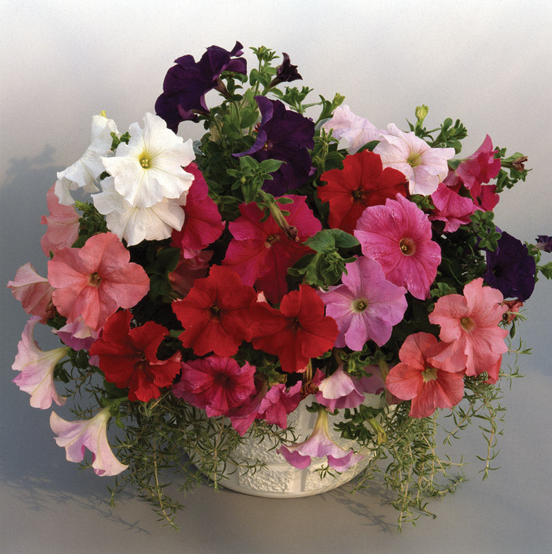 PETUNIA S/CASCADE MIX