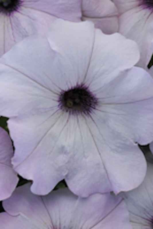 PETUNIA EASY WAVE SILVER