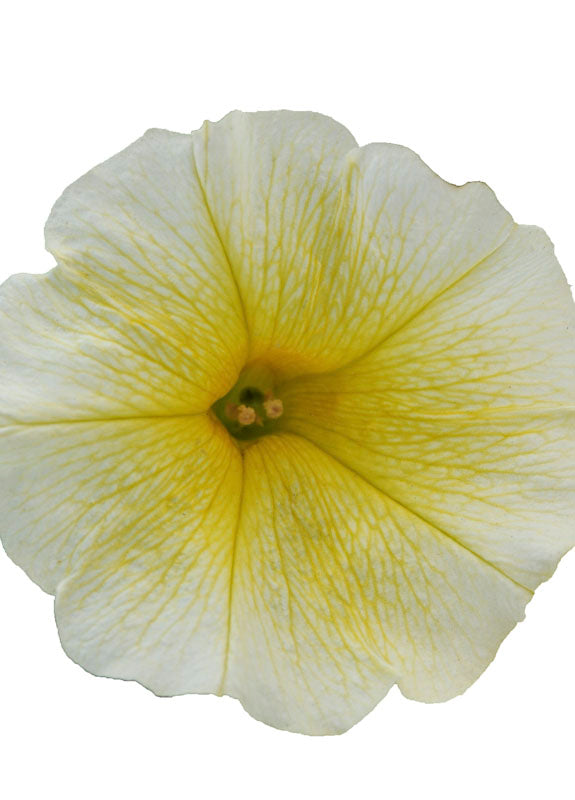 PETUNIA EASY WAVE YELLOW