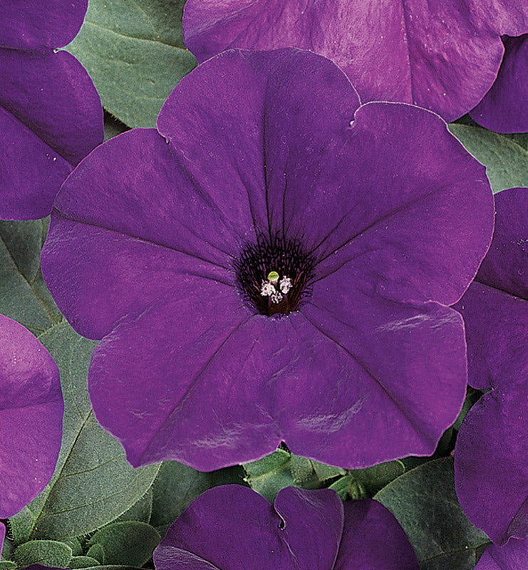 PETUNIA EASY WAVE BLUE