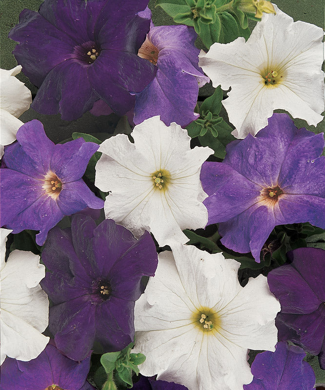 PETUNIA DREAMS WATERFALL MIX