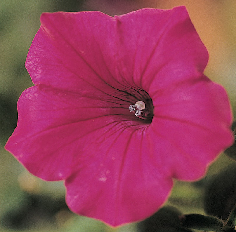 PETUNIA TIDAL WAVE CHERRY