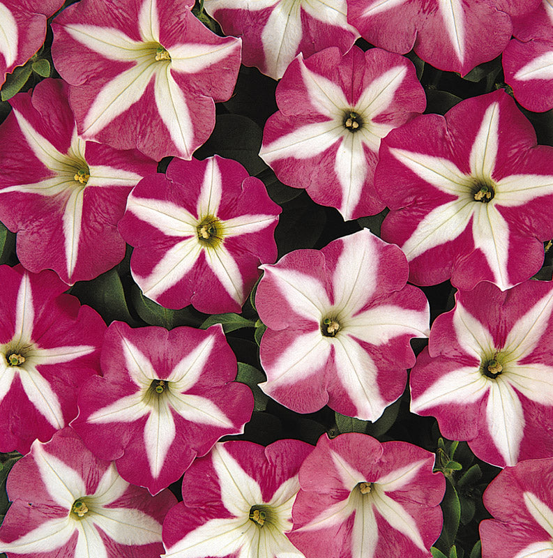 PETUNIA CARPET ROSE STAR