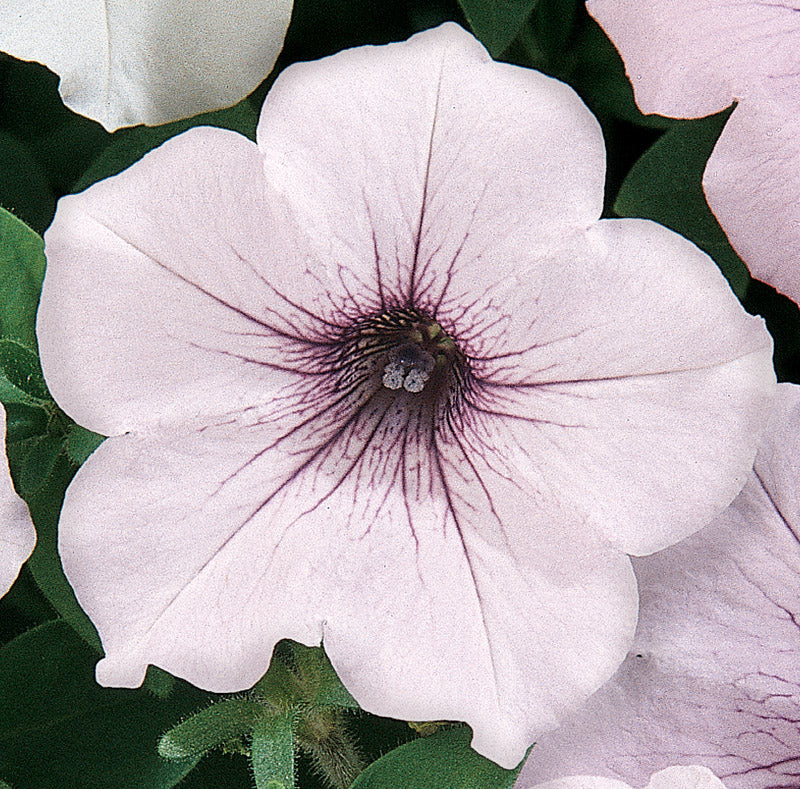 PETUNIA TIDAL WAVE SILVER