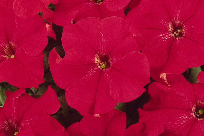 PETUNIA DREAMS RED