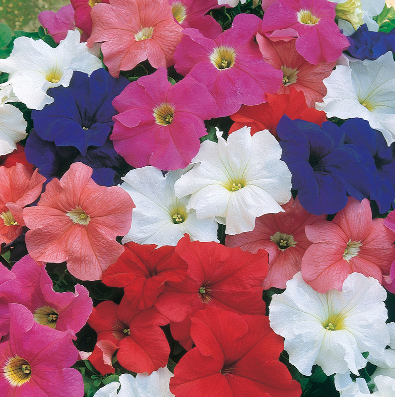 PETUNIA DREAMS MIX