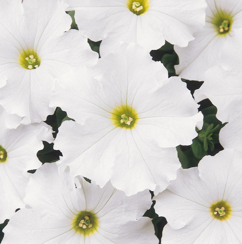 PETUNIA DREAMS WHITE