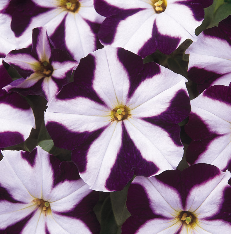 PETUNIA CARPET BLUE STAR