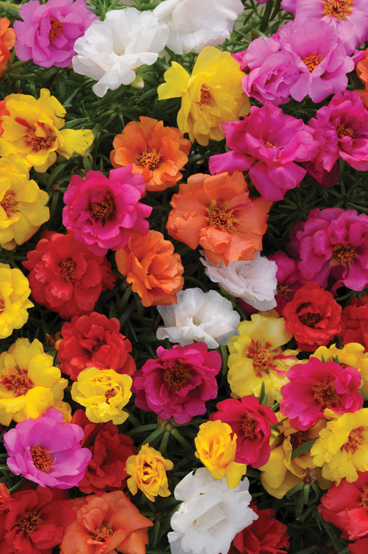 PORTULACA HAPPY HOURS MIXED