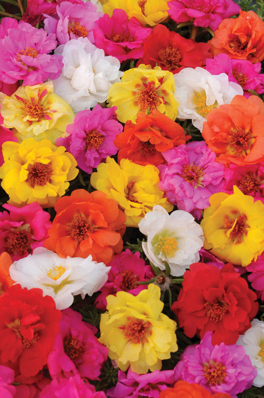 PORTULACA HAPPY TRAILS MIX