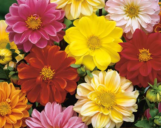 DAHLIA UNWINS BEDDING MIX