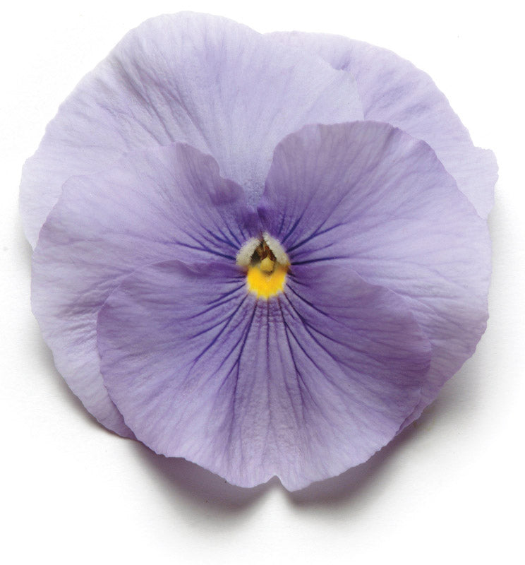 PANSY MATRIX TRUE BLUE